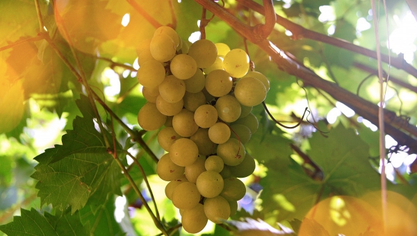 5 curiosities about Green wine
